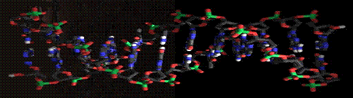 DNA molecule